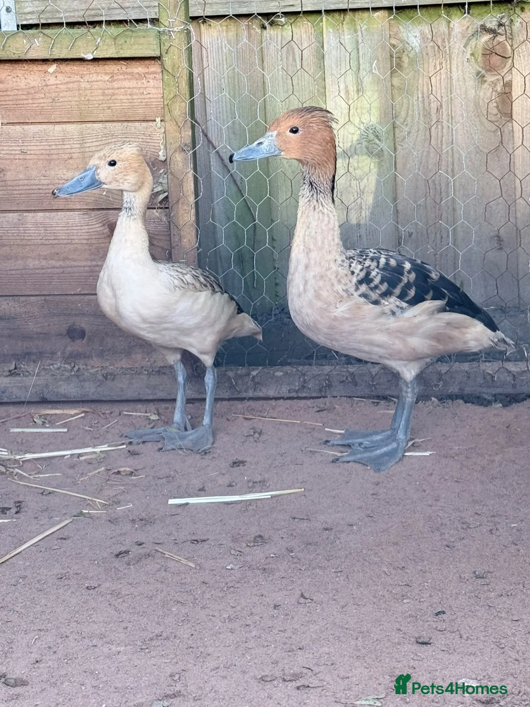 Ducks poultry for sale: Whistling ducks in Burnley - Advert 1