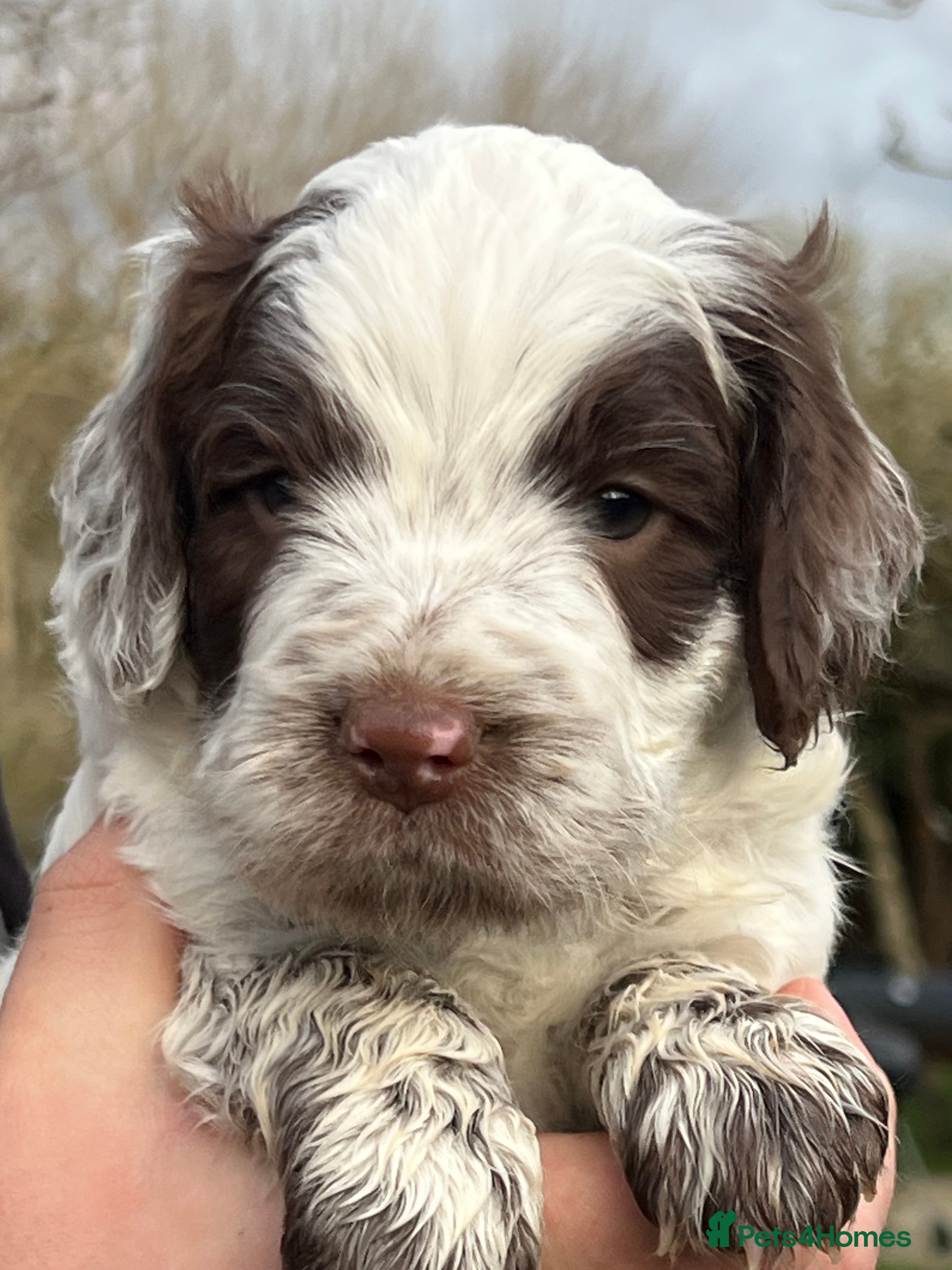 Cockapoo dogs F1 Cockapoos 5⭐️ Licensed Breeder Fully DNA Tested - Advert 3
