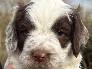 Cockapoo dogs F1 Cockapoos 5⭐️ Licensed Breeder Fully DNA Tested - Advert 5