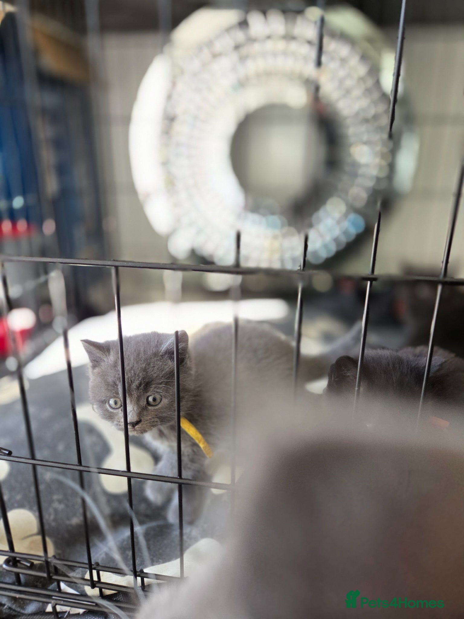 British Shorthair cats Beautiful half british short hair kittens - Advert 3