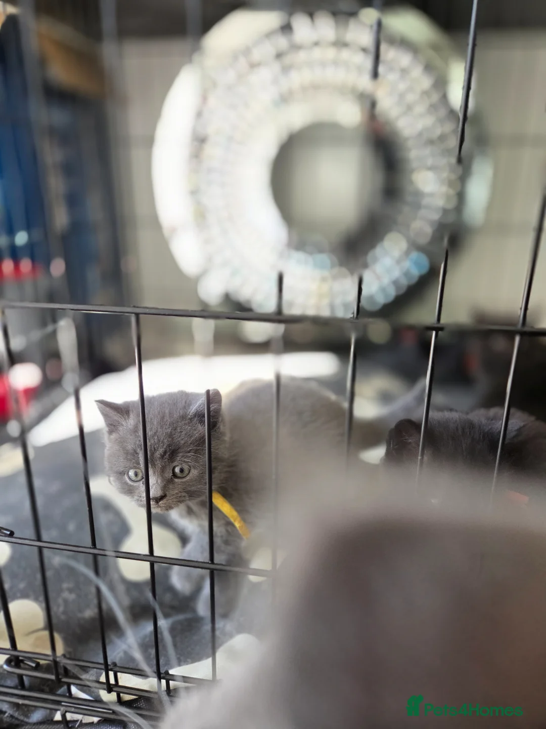 British Shorthair cats for sale: Beautiful half british short hair kittens - Advert 1