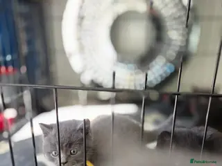 British Shorthair cats Beautiful half british short hair kittens - Advert 3