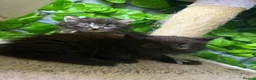 Maine Coon cats for sale: Mainecoons  - Advert 9