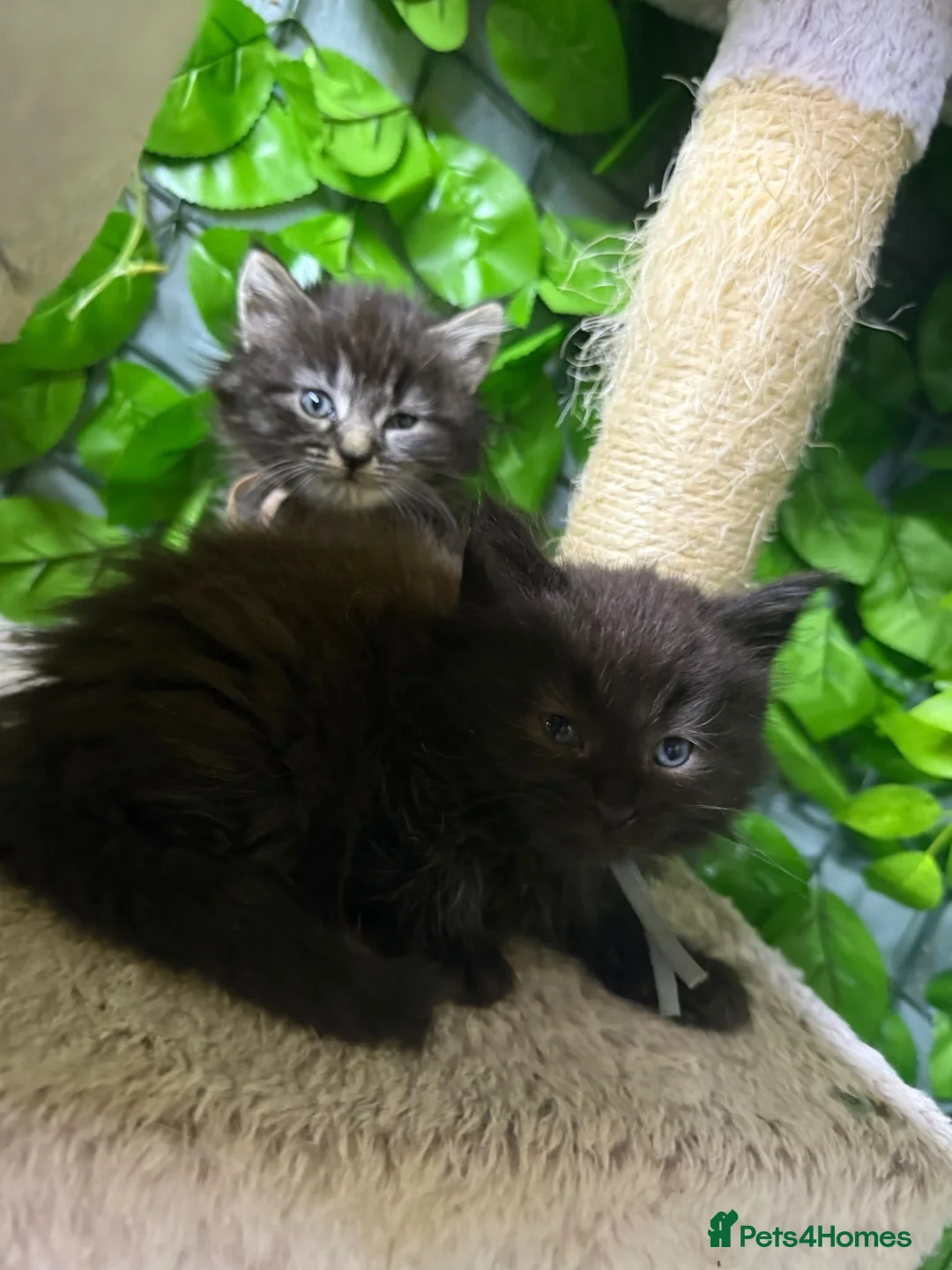 Maine Coon cats for sale: Mainecoons  - Advert 9