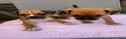 Jug dogs for sale: Beautiful Jug Puppies Ready Now in Abingdon - Advert 9