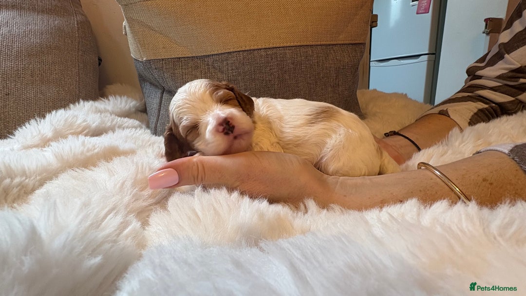 Cockapoo dogs for sale: 🐾 Adorable F2 Cockapoo Puppies! 🐾 - Image 10