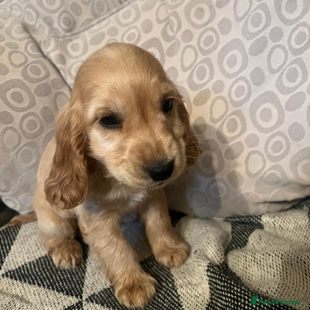 Cocker Spaniel dogs for sale: Cocker Spaniels  - Image 4