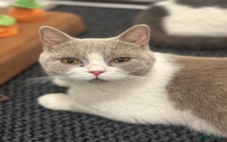 British Shorthair cats for sale: British Shorthair Kittens with rare colouring - Image 6