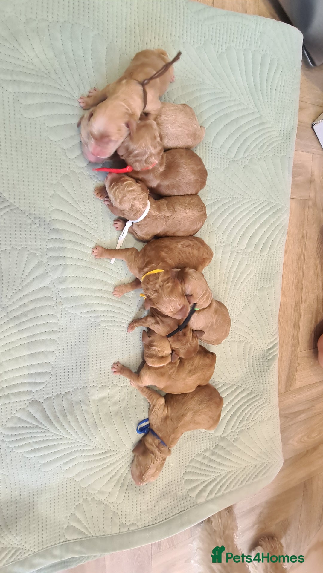 Goldendoodle dogs for sale: 🐾 Adorable Standard Goldendoodle Puppies 🐾 - Image 11