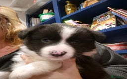 Border Collie dogs for sale: 🏡 Smart, Sweet Border Collie Pups Await You!" - Image 26