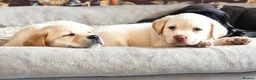 Labrador Retriever dogs for sale: 6 stunning female labrador puppies - Advert 19