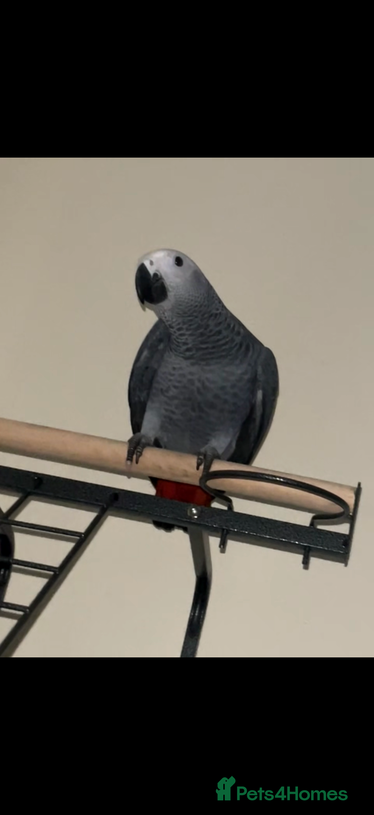 Parrots birds Male african grey in Stevenage - Advert 2