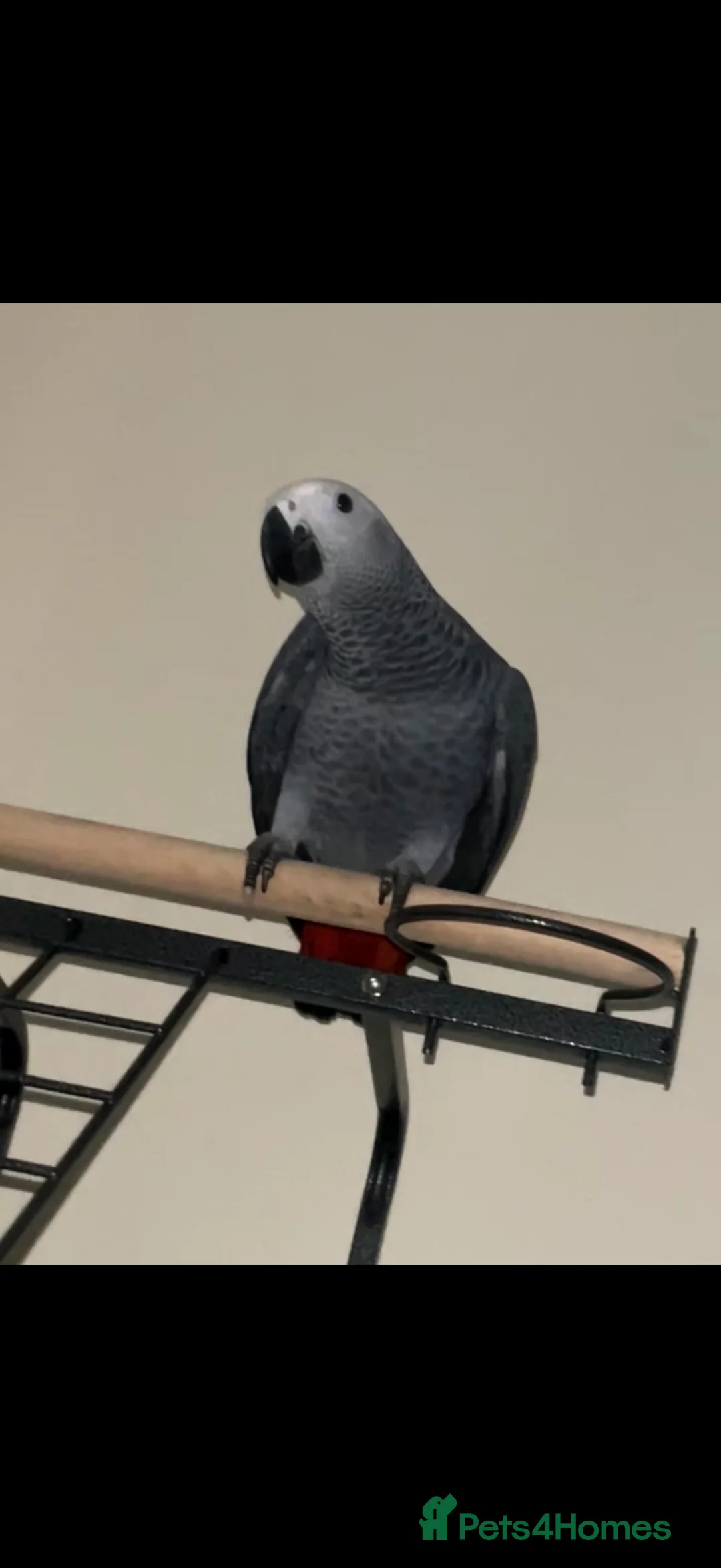 Parrots birds for sale: Male african grey in Stevenage - Advert 1