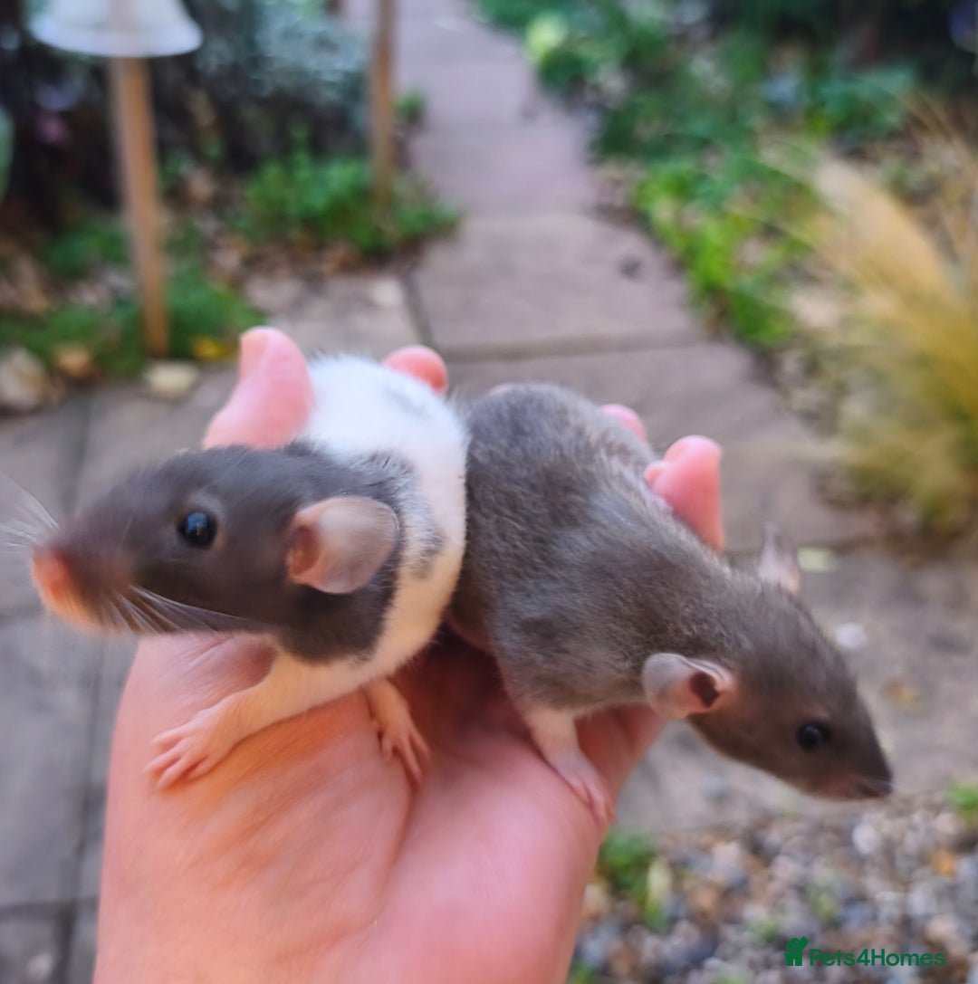 Rat rodents for sale: Beautiful male Dumbo rats - Image 3