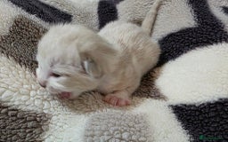 Mixed Breed cats for sale: Lovely mixed kittens 🐱😻😽👌 - Advert 10