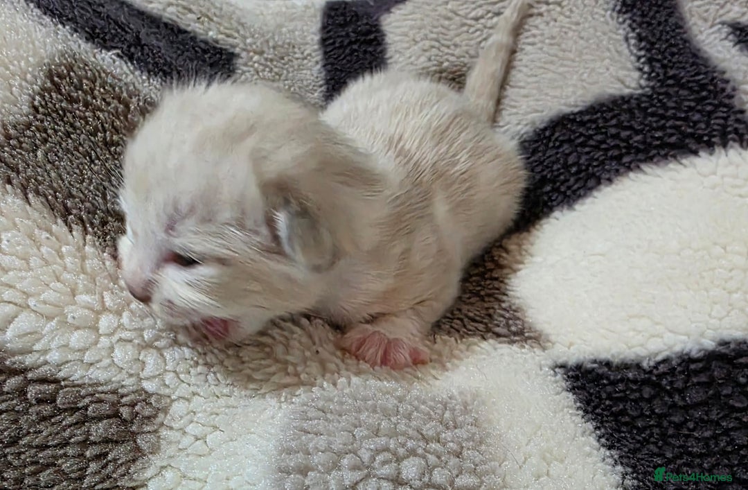 Mixed Breed cats for sale: Lovely mixed kittens 🐱😻😽👌 - Advert 10