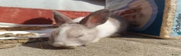 Dutch rabbits for sale: Sweetest Explorer  - Advert 5