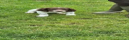 English Springer Spaniel dogs for sale: 2 kc regestered springer pups  - Advert 11