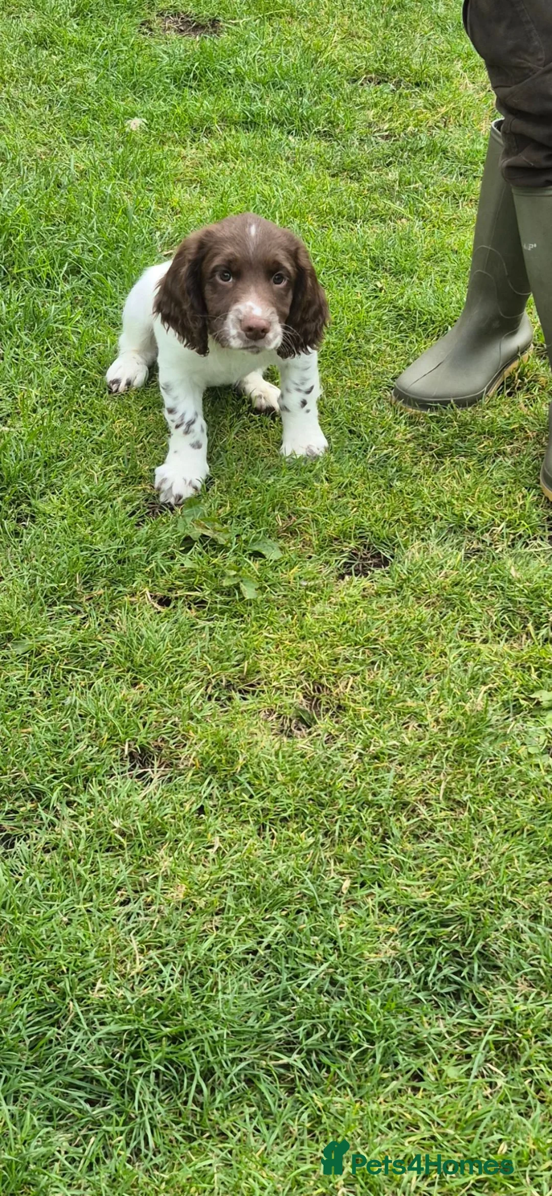 English Springer Spaniel dogs for sale: 2 kc regestered springer pups  - Advert 11