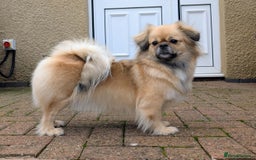 Tibetan Spaniel dogs for sale: Health tested boy - Advert 4