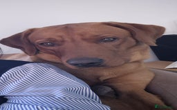 Labrador Retriever dogs for sale: Beautiful Fox Red Lab - Advert 4