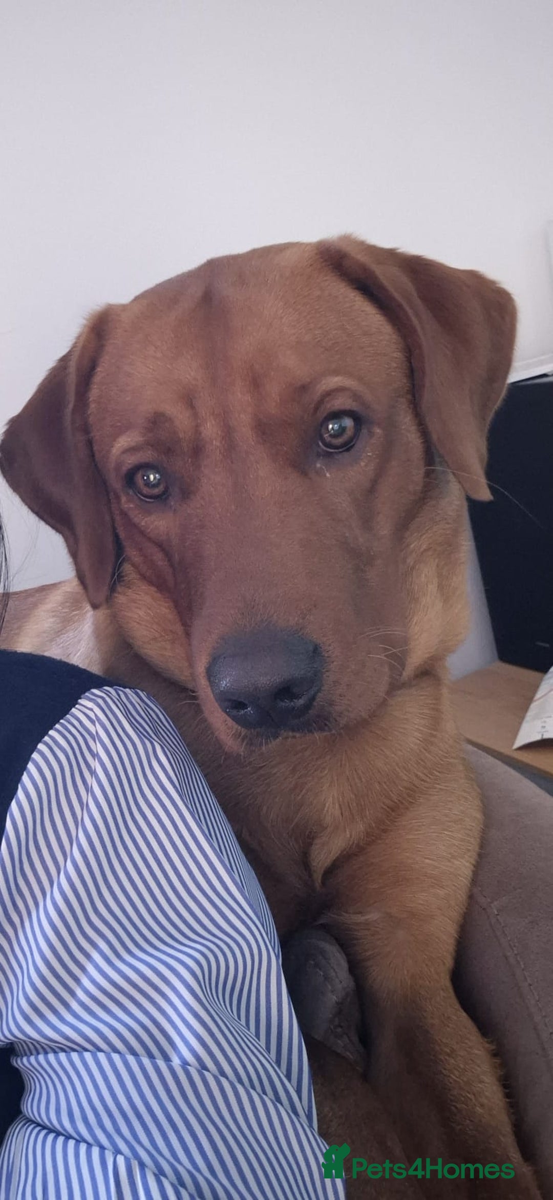 Labrador Retriever dogs for sale: Beautiful Fox Red Lab - Advert 4