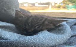 British Shorthair cats for sale: Tabby kitten  - Image 5