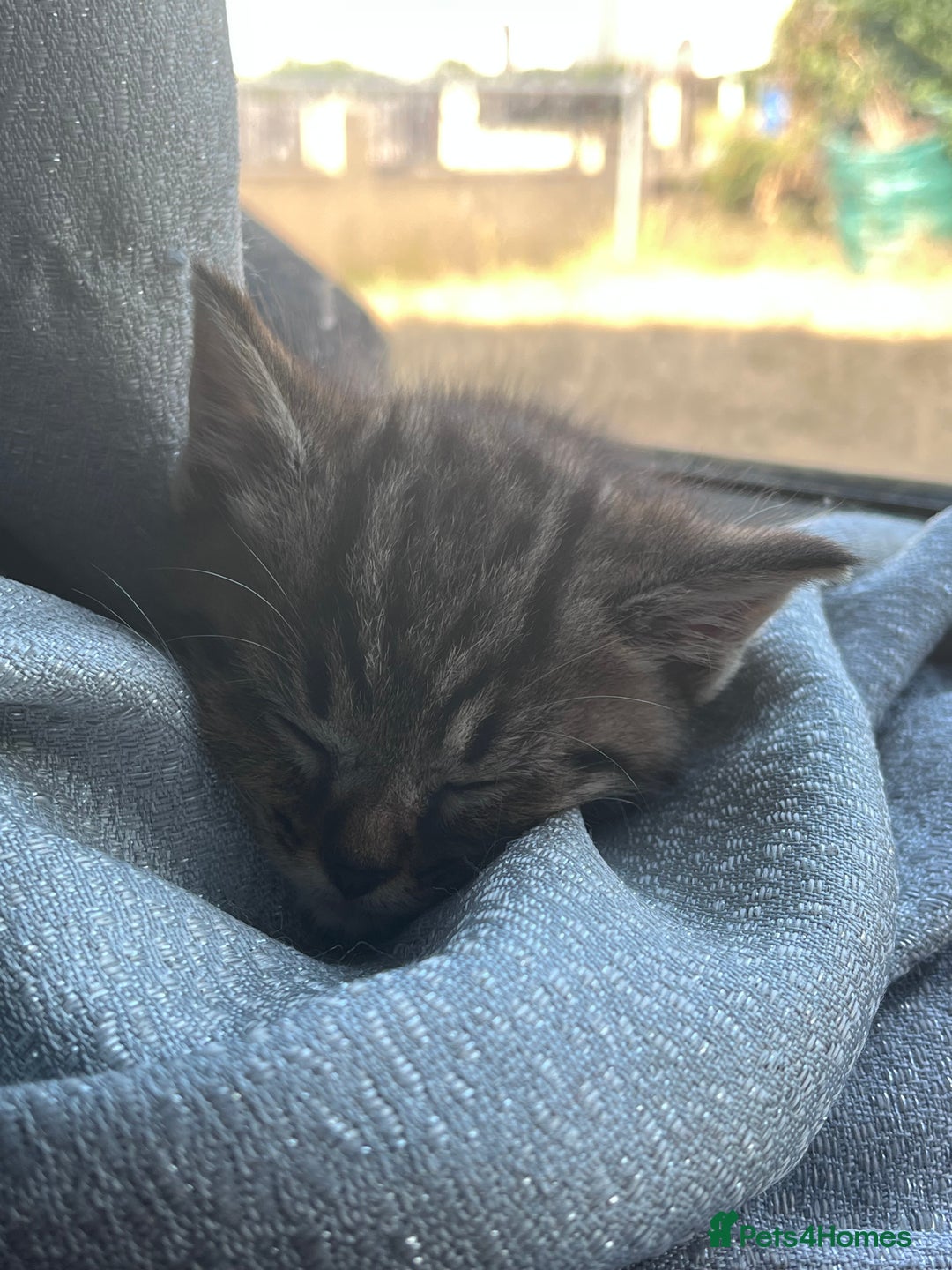 British Shorthair cats for sale: Tabby kitten  - Image 5
