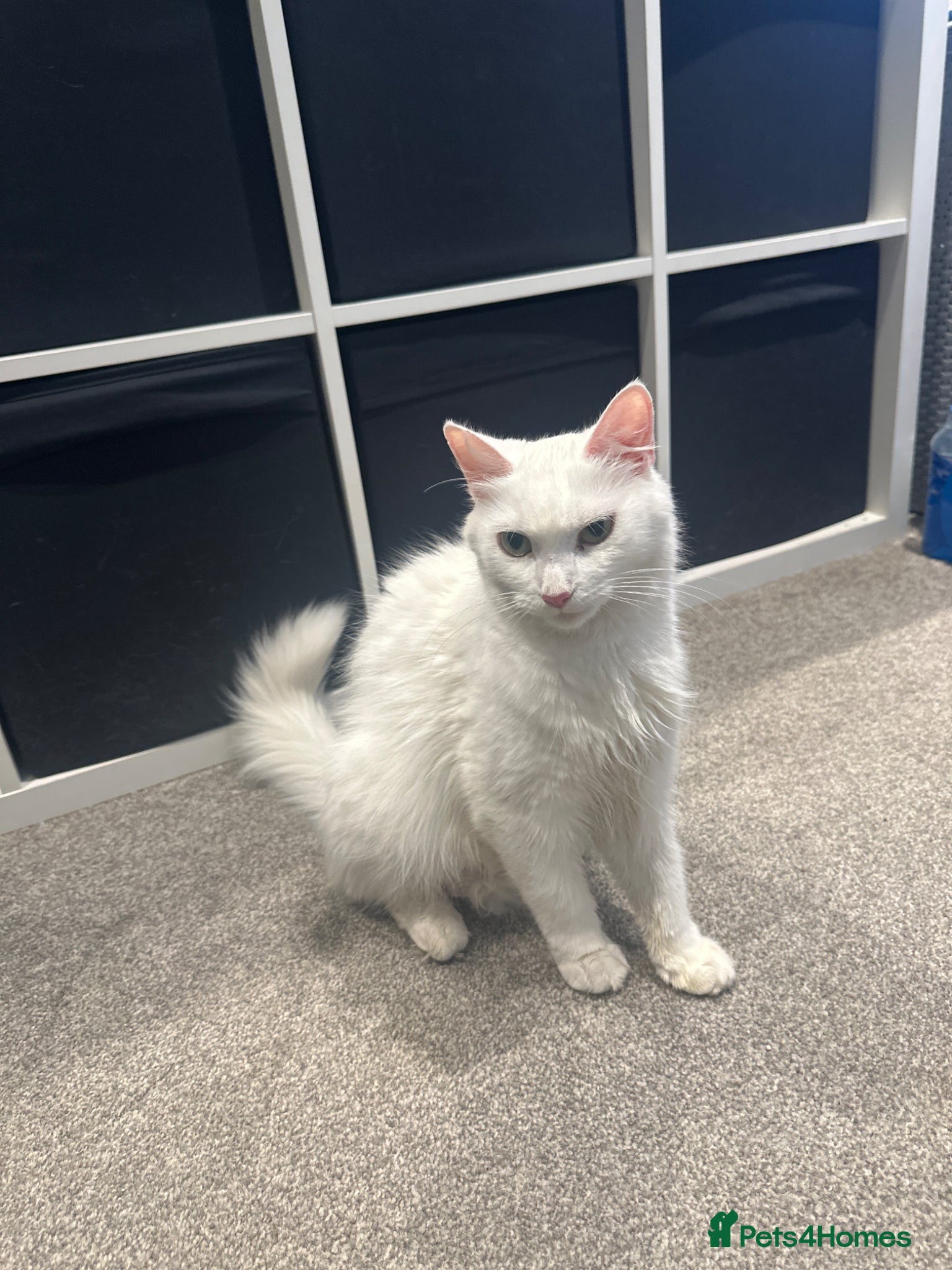 British Longhair cats Kittens looking for forever home  - Advert 16