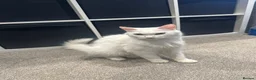 British Longhair cats for sale: Kittens looking for forever home  in South Croydon - Advert 1