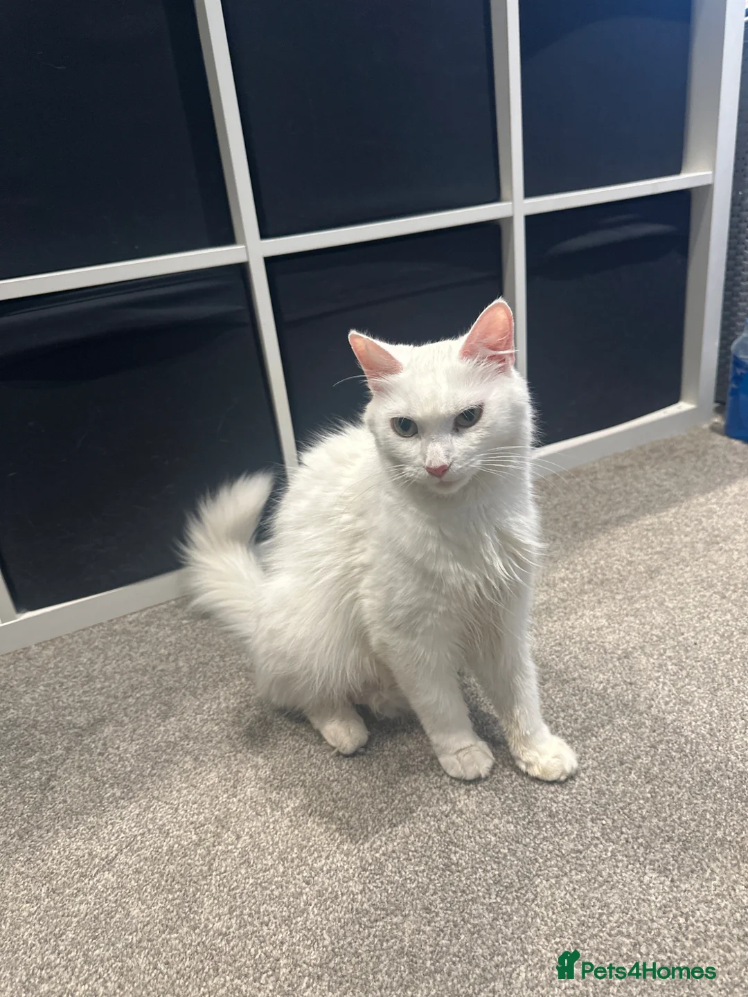 British Longhair cats for sale: Kittens looking for forever home  in South Croydon - Advert 1