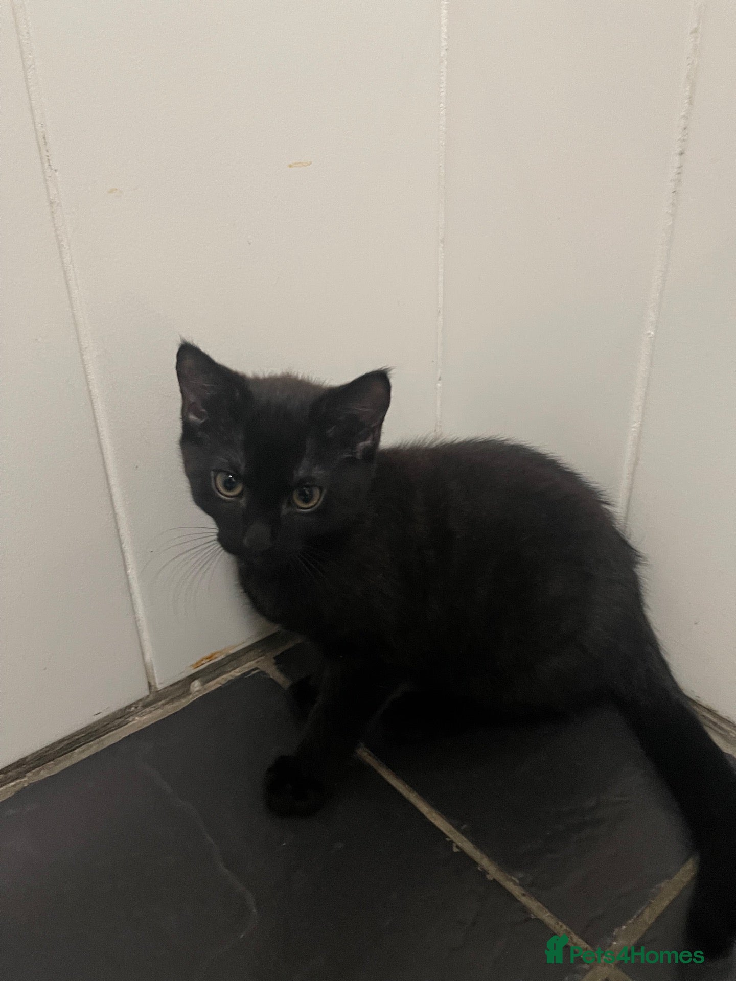 Domestic Shorthair cats for sale: Domestic shorthair kitten on sale - Advert 7