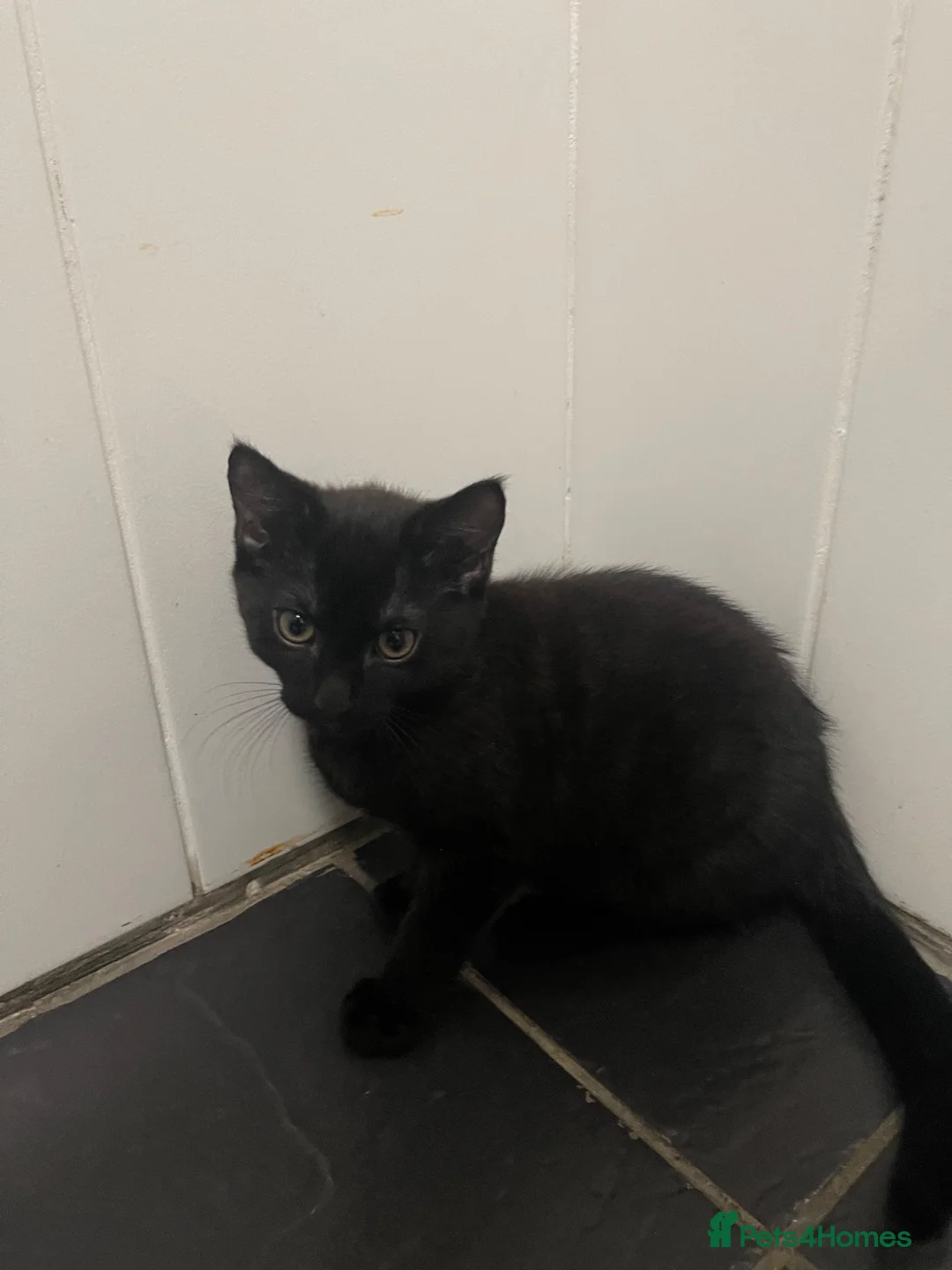 Domestic Shorthair cats for sale: Domestic shorthair kitten on sale in Birmingham - Advert 1