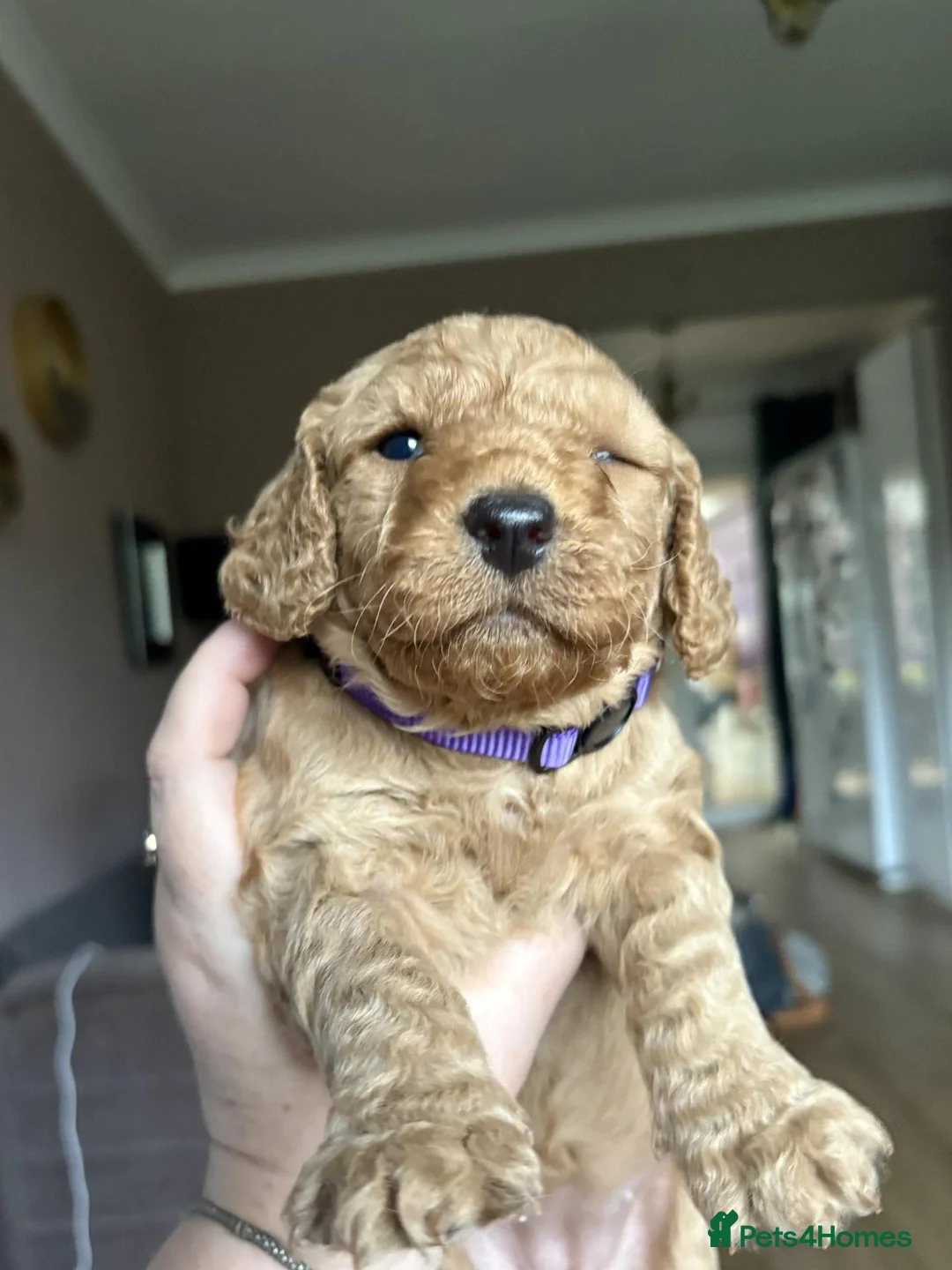 Cockapoo dogs for sale: Beautiful Cockapoo puppies  - Advert 1