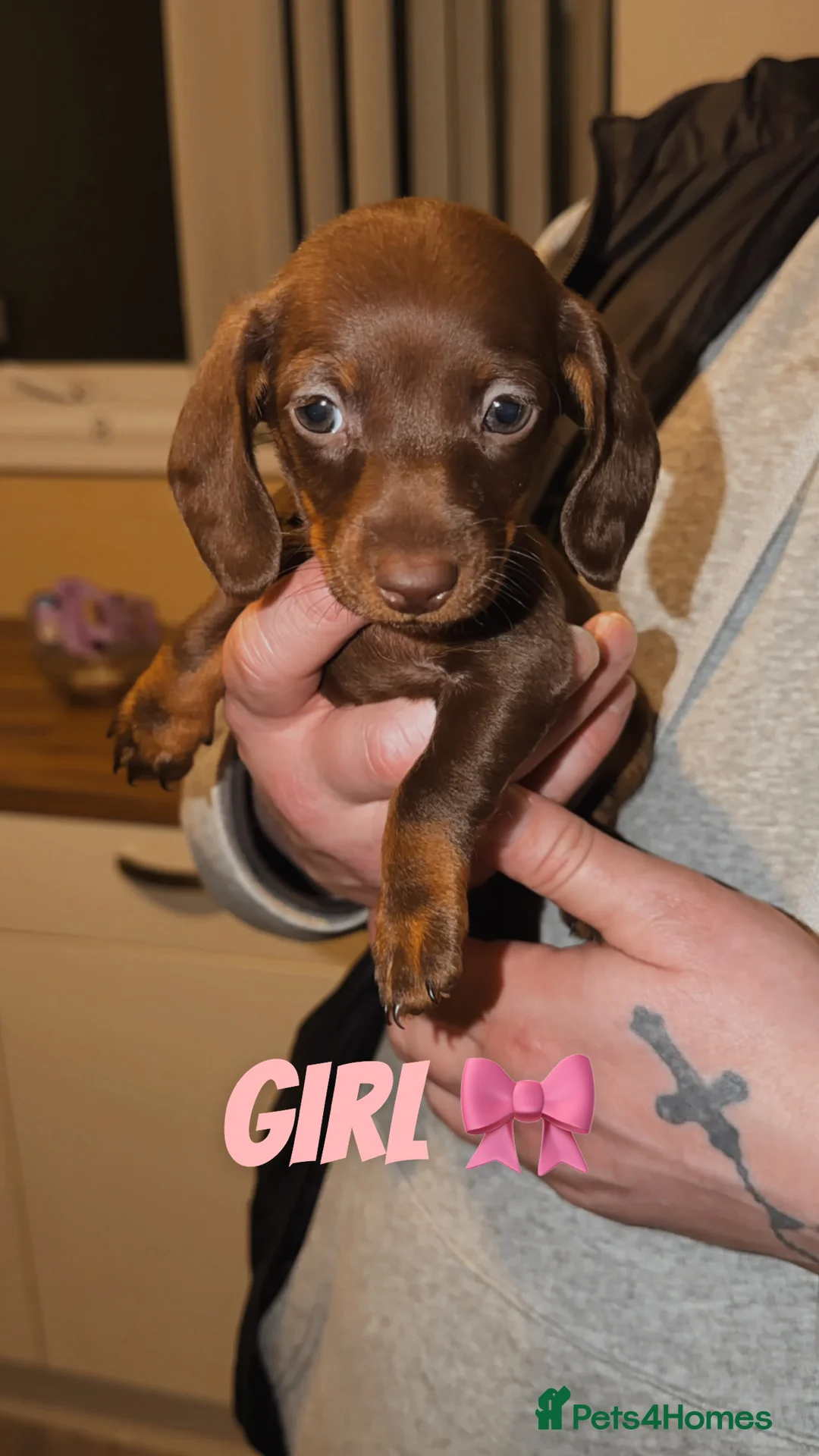 Miniature Dachshund dogs for sale: Miniature puppies for sale!!   - Advert 5
