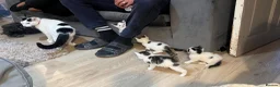 British Shorthair cats for sale: 🩷 Beautiful Kittens wanting their forever home🩷 - Advert 2