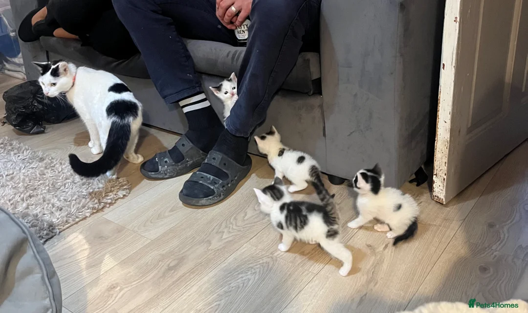 British Shorthair cats for sale: 🩷 Beautiful Kittens wanting their forever home🩷 - Advert 2