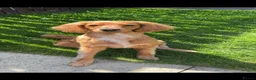 Cockapoo dogs for sale: Rehoming for Milo Cockapoo - Advert 2