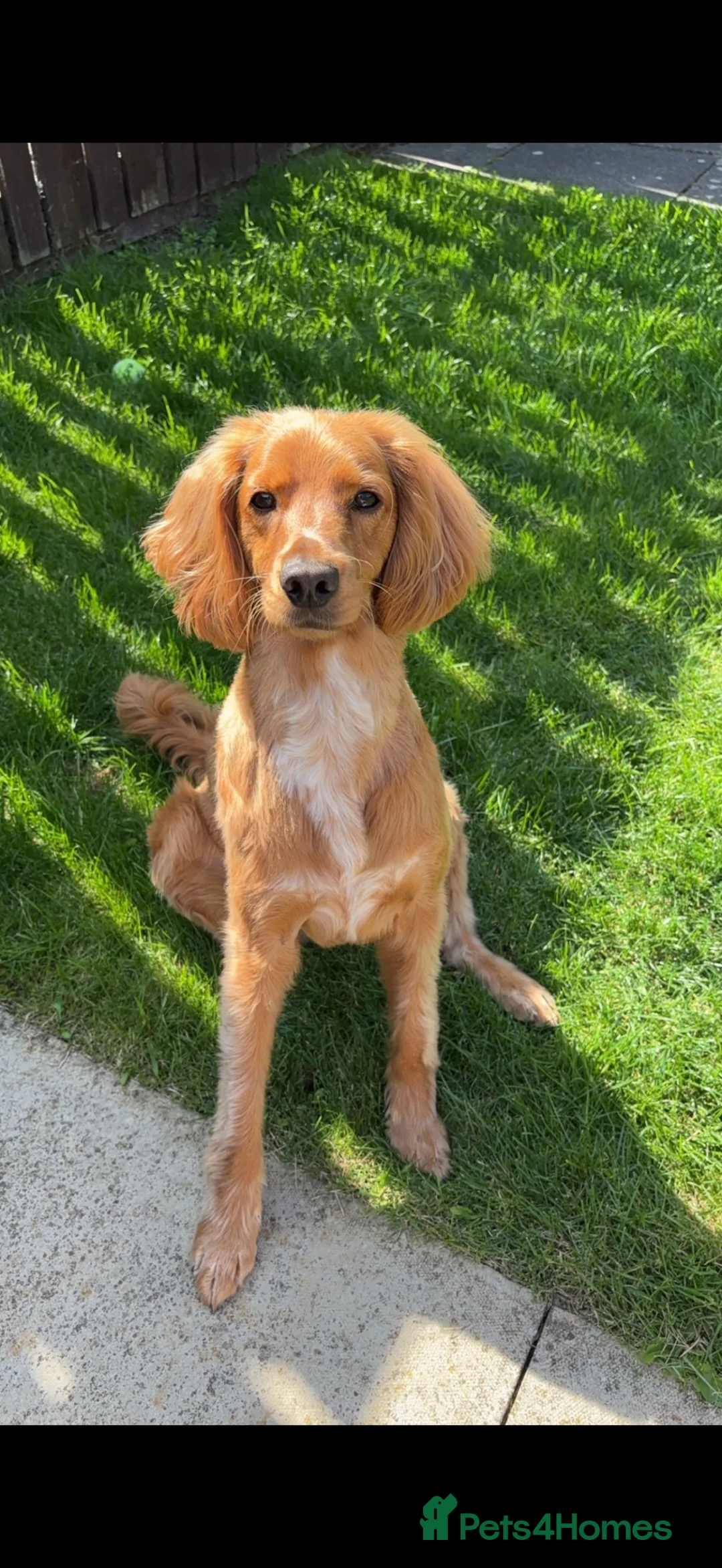 Cockapoo dogs for sale: Rehoming for Milo Cockapoo - Advert 2