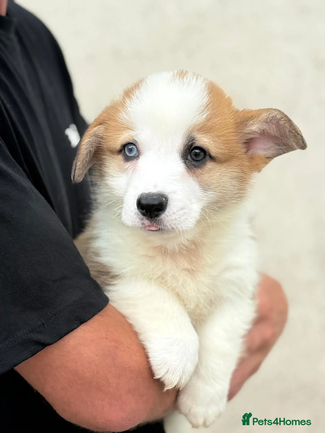 Welsh Corgi Pembroke dogs for sale: Welsh Pembroke Corgi puppies  in Workington - Advert 9