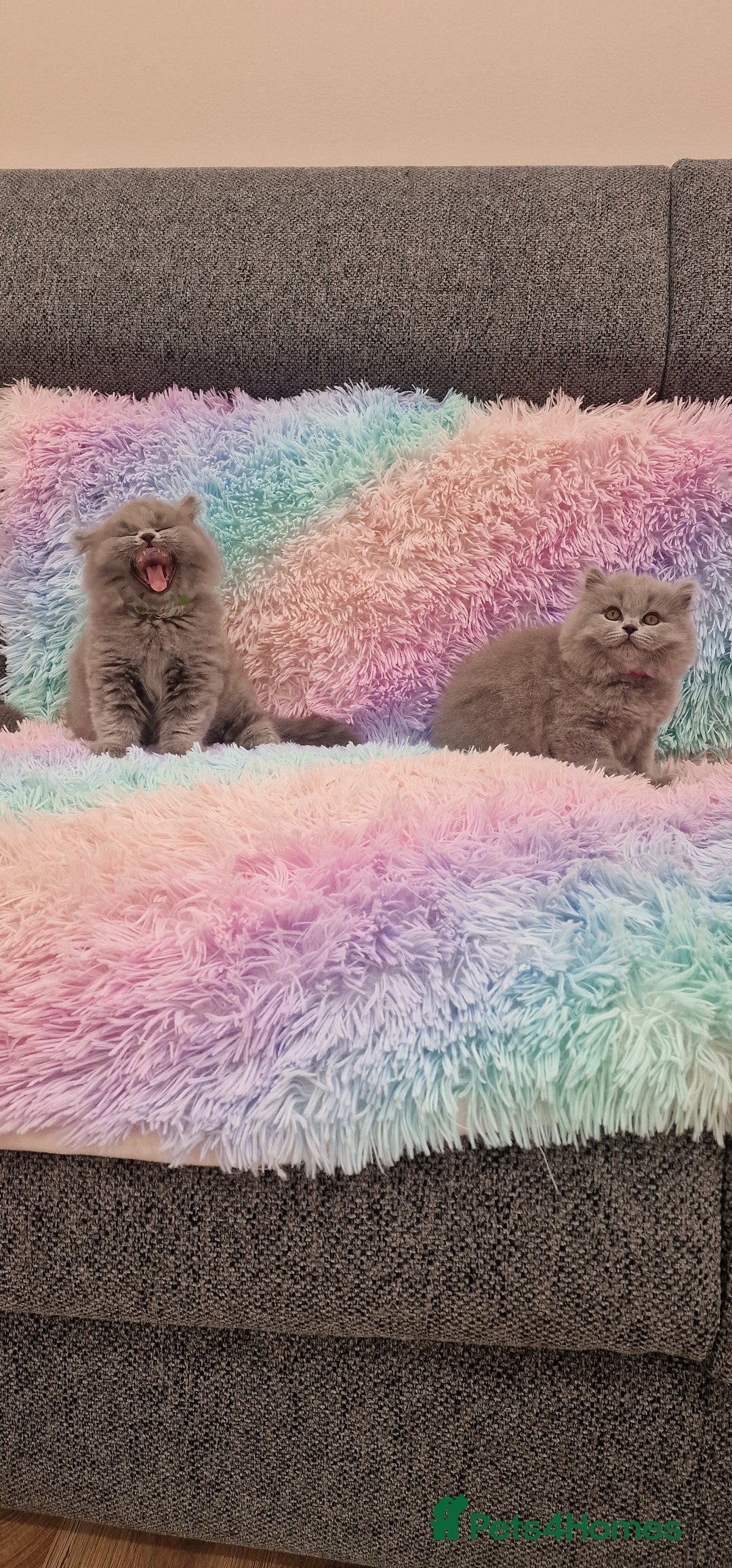 British Shorthair cats for sale: 💙British Shorthair and Long.. Blue kittens ❤️💛💚 - Image 17