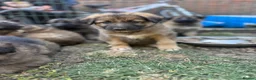 German Shepherd dogs for sale: Super Special Unique German Shepard Puppies  - Advert 5