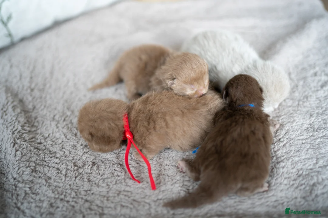 British Shorthair cats for sale: Another Wonderful Litter ❤️ - Advert 5