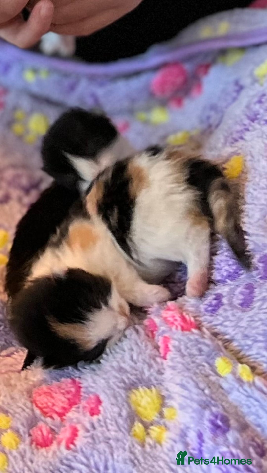 Mixed Breed cats for adoption: Rescue kittens looking for perfect homes - Advert 17