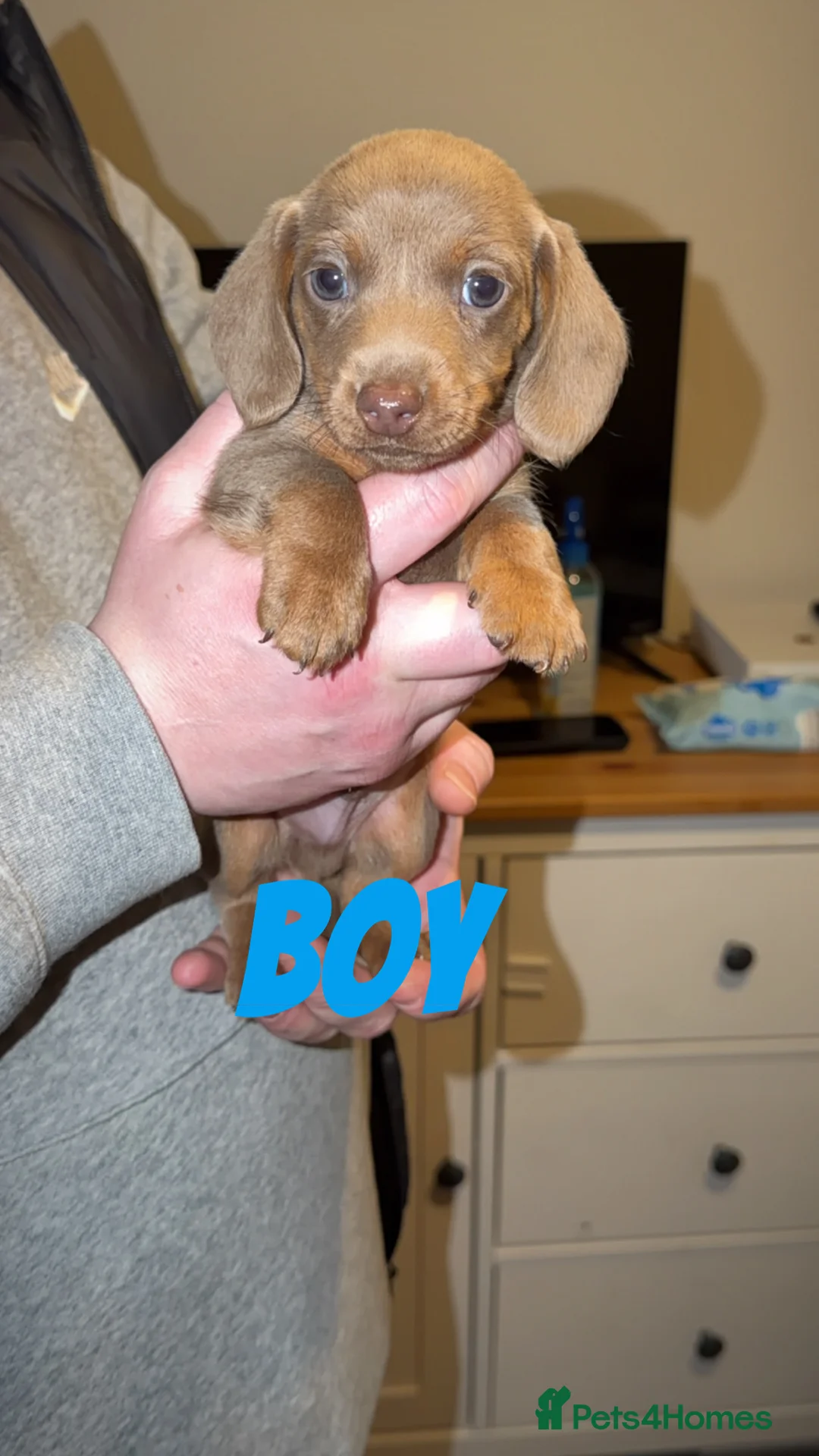 Miniature Dachshund dogs for sale: Miniature puppies for sale!!   - Advert 4