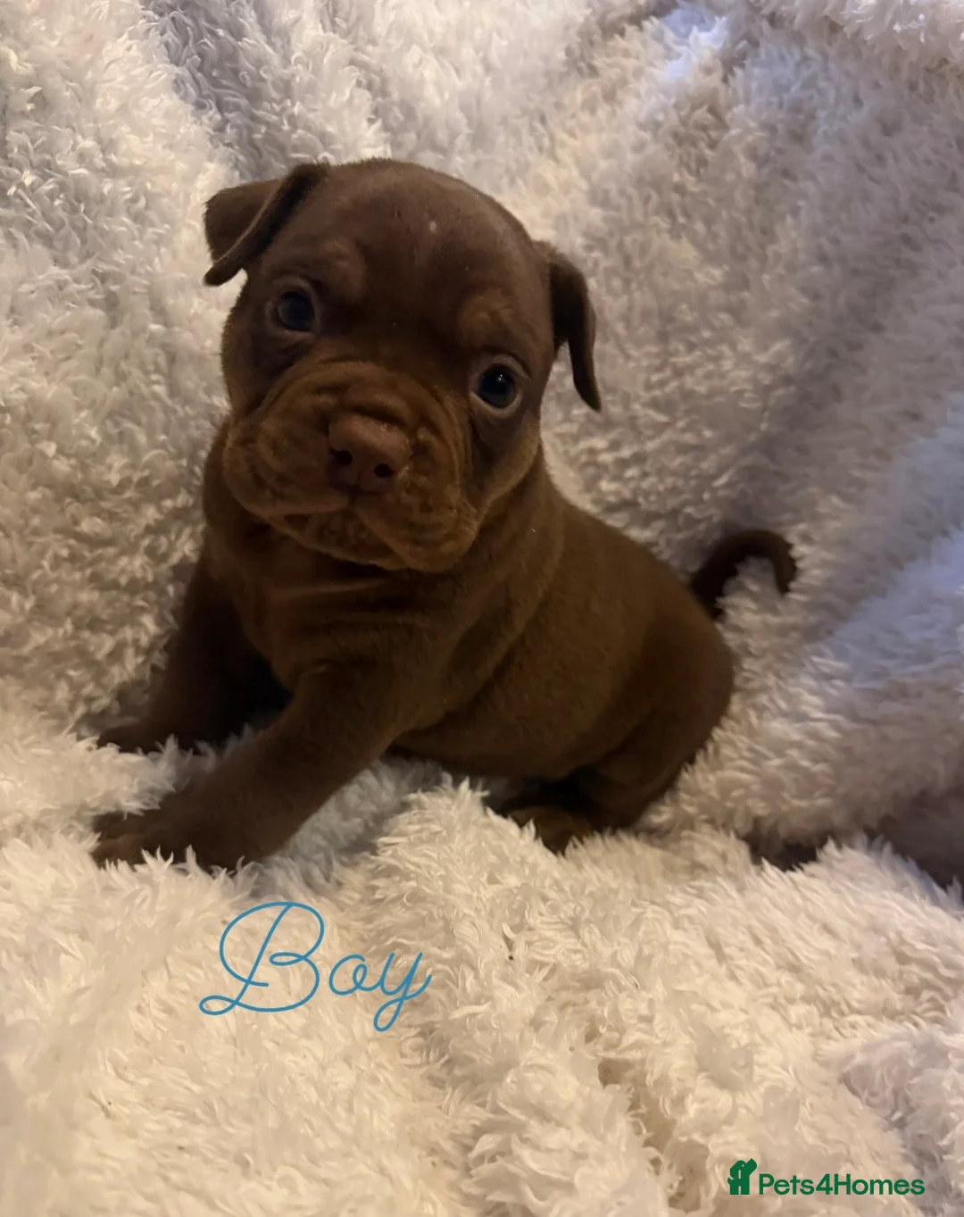 Olde English Bulldogge dogs for sale: Beautiful Olde English bulldogge puppies for sale  - Advert 17