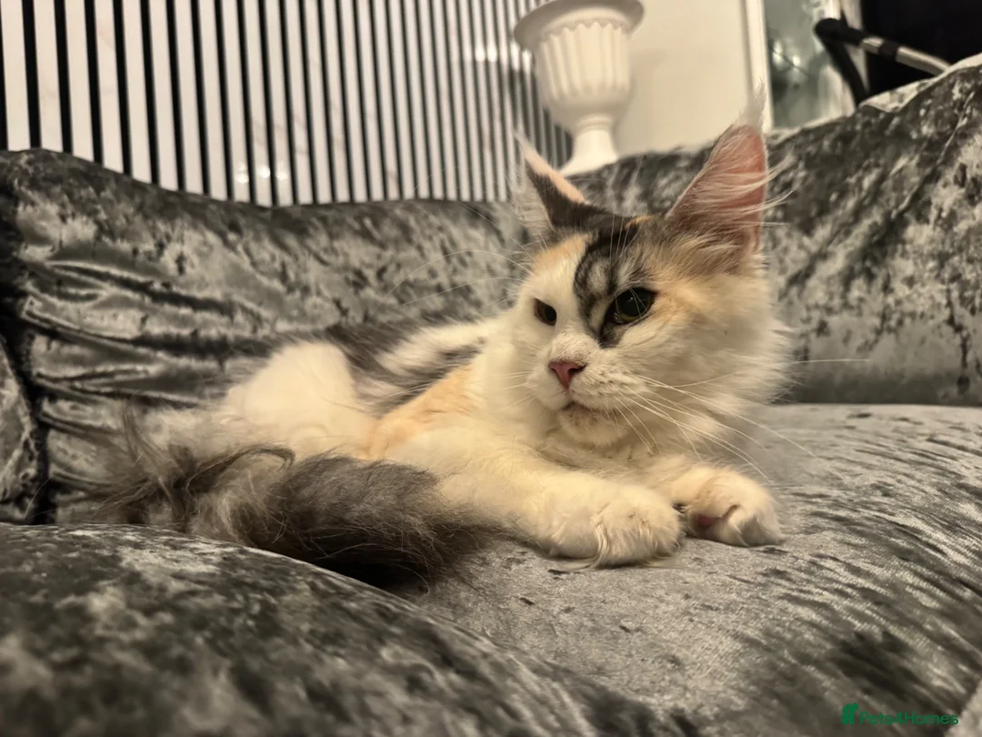 Maine Coon cats for sale: Female Calio mainecoon  - Advert 6
