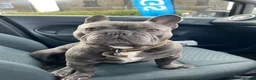 French Bulldog dogs for sale: 4 year old Bruno for rehome - Advert 3
