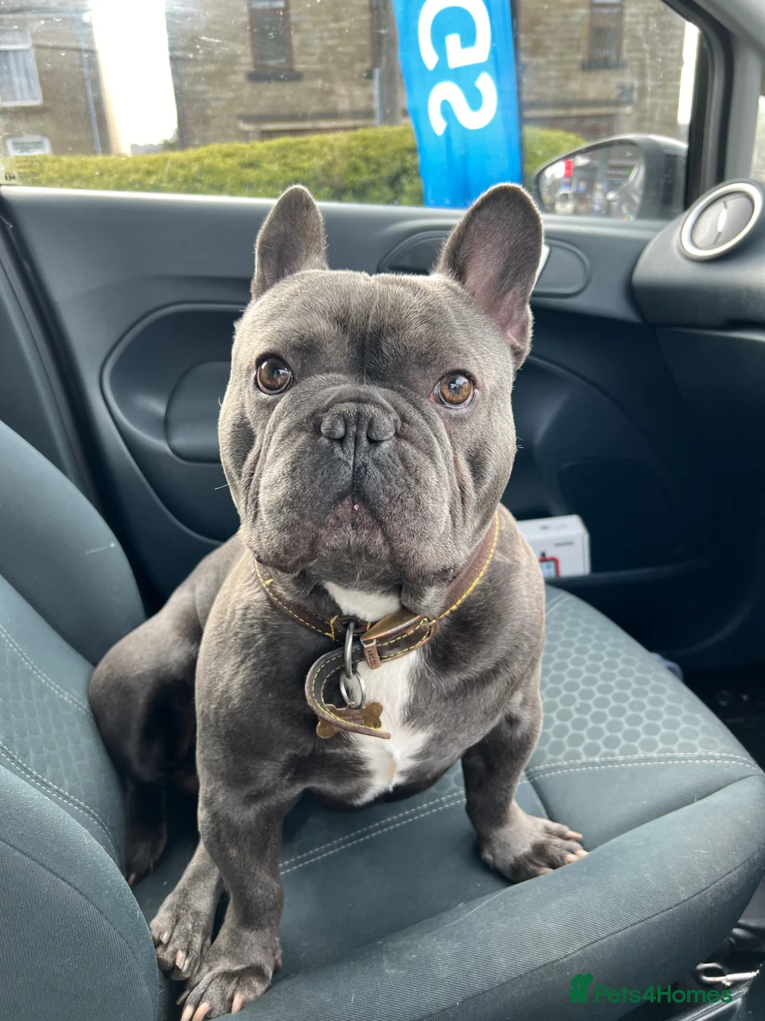 French Bulldog dogs for sale: 4 year old Bruno for rehome - Advert 3