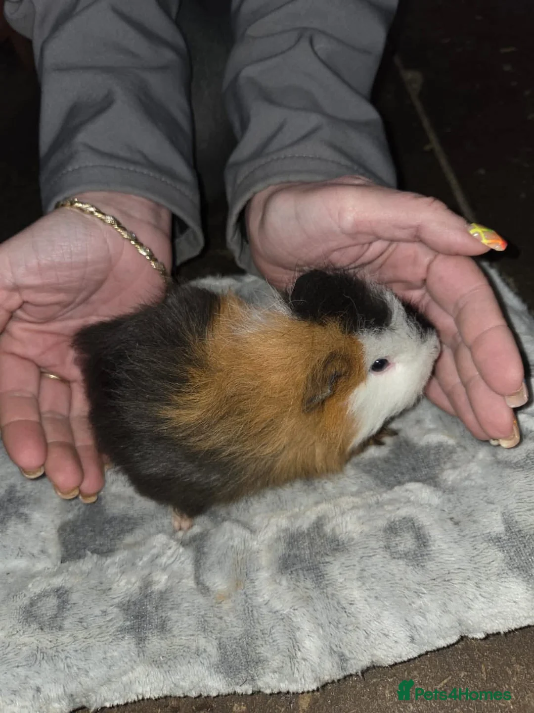 Guinea Pig rodents for sale: Baby guinea pigs  - Advert 1